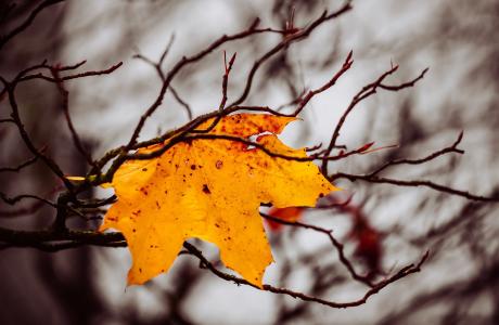 fall