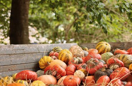 pumpkin