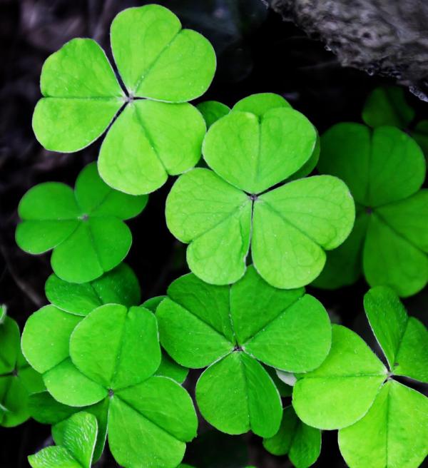 clover